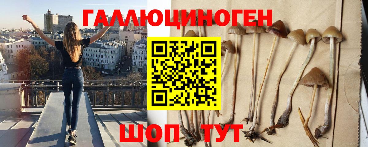 Спасск-Дальний  Псилоцибиновые грибы GOLDEN TEACHER  Вход с VPN 